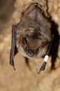 Geoffroy`s bat Myotis emarginatus Royalty Free Stock Photo